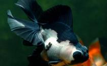 熊猫蝶尾金鱼的简介-熊猫蝶尾金鱼饲养环境