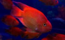 血红鹦鹉怎么养？血红鹦鹉的常见病