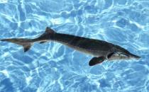 鲟龙鱼的简介-鲟龙鱼的价值