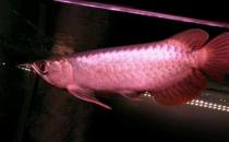 印尼辣椒红龙鱼的简介-印尼辣椒红龙鱼如何繁殖？