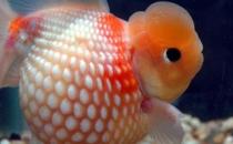 珍珠金鱼的简介-珍珠金鱼如何繁殖？