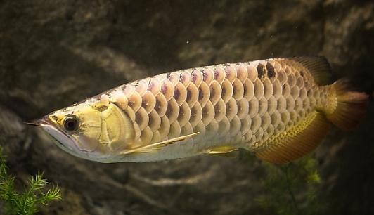 背金龙鱼的简介-背金龙鱼的体型特征