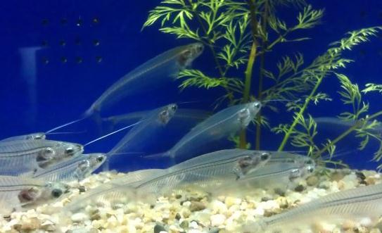 玻璃猫鱼怎么养？玻璃猫鱼的饲养环境