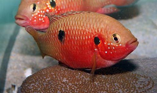 红宝石鱼的简介-红宝石鱼的品种
