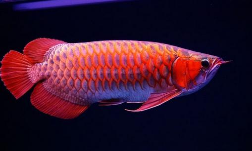 红辣椒龙鱼的简介-红辣椒龙鱼的特征
