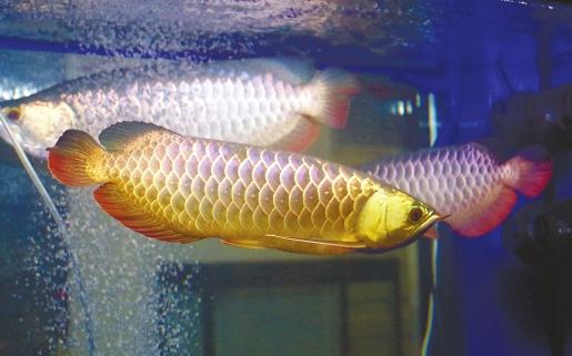 常见的五种龙鱼饲料-红辣椒龙鱼的特征
