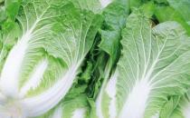大白菜家常烹饪的小妙招