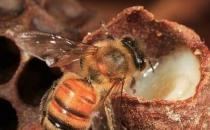 蜂王浆的最佳食用方法