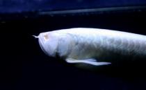 白金龙鱼怎么养？白金龙鱼的品种