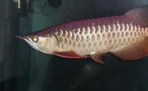 宝石龙鱼的简介-宝石龙鱼价格如何？