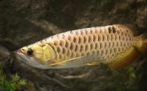 背金龙鱼的简介-背金龙鱼的体型特征