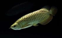 背金龙鱼怎么养？背金龙鱼的饲养环境