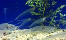 玻璃猫鱼怎么养？玻璃猫鱼的饲养环境