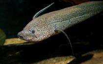 非洲肺鱼的简介-非洲肺鱼的特征