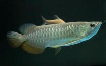 高背金龙鱼怎么养？高背金龙鱼的特点