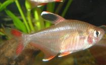 黑裙鱼的简介-黑裙鱼的体型特征