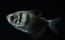 黑裙鱼怎么养？黑裙鱼的常见病