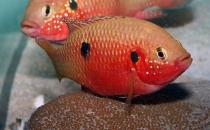 红宝石鱼的简介-红宝石鱼的品种