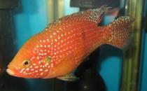 红宝石鱼怎么养？红宝石鱼如何繁殖？
