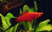 红剑鱼的简介-红剑鱼的特征