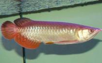 红尾金龙鱼怎么养？红尾金龙鱼的价格