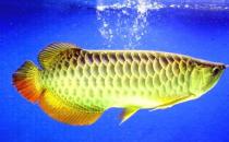 红尾金龙鱼的简介-红尾金龙鱼的特征