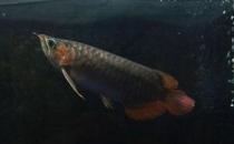 尖嘴青龙鱼的品相标准-尖嘴青龙鱼怎么养？