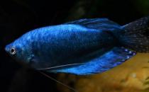 蓝龙鱼怎么繁殖？蓝龙鱼怎么养？
