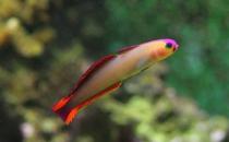 雷达鱼的简介-雷达鱼的体型特征