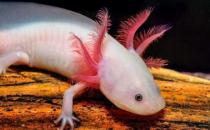 六角恐龙鱼吃什么？六角恐龙鱼怎么养？