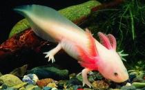 六角恐龙鱼的体型特征-六角恐龙鱼的简介