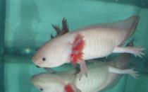 六角龙鱼吃什么？六角龙鱼怎么养？