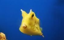 木瓜鱼的简介-木瓜鱼的特征