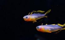 霓虹燕子鱼的简介-霓虹燕子鱼如何繁殖？