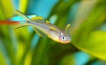 霓虹燕子怎么养？霓虹燕子的体型特征