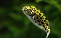 潜水艇鱼怎么养？潜水艇鱼选鱼技巧