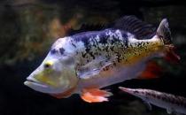 射水鱼的简介-射水鱼吃什么？