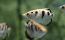 射水鱼怎么养？射水鱼的品种