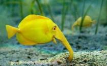 象鼻鱼的简介-象鼻鱼的品种