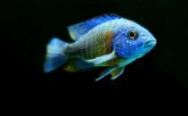 小精灵鱼的简介-小精灵鱼的体型特征