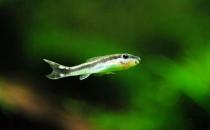 小精灵鱼怎么养？小精灵鱼的饲养方式