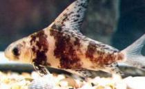 胭脂鱼怎么养？胭脂鱼的生存环境