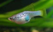 月光鱼的简介-月光鱼的的品种
