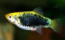 月光鱼怎么养？月光鱼的饲养环境