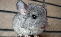 标准灰龙猫的简介-标准灰龙猫的特点