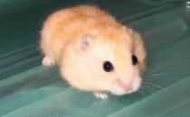 布丁仓鼠怎么养？布丁仓鼠的习性