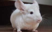 粉白龙猫的简介-粉白龙猫的饲养环境