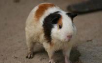 荷兰鼠的简介-荷兰鼠的价值