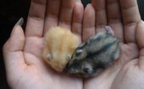 黑线仓鼠怎么养？黑线仓鼠的生长规律