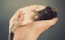 花枝鼠的简介-花枝鼠的价格